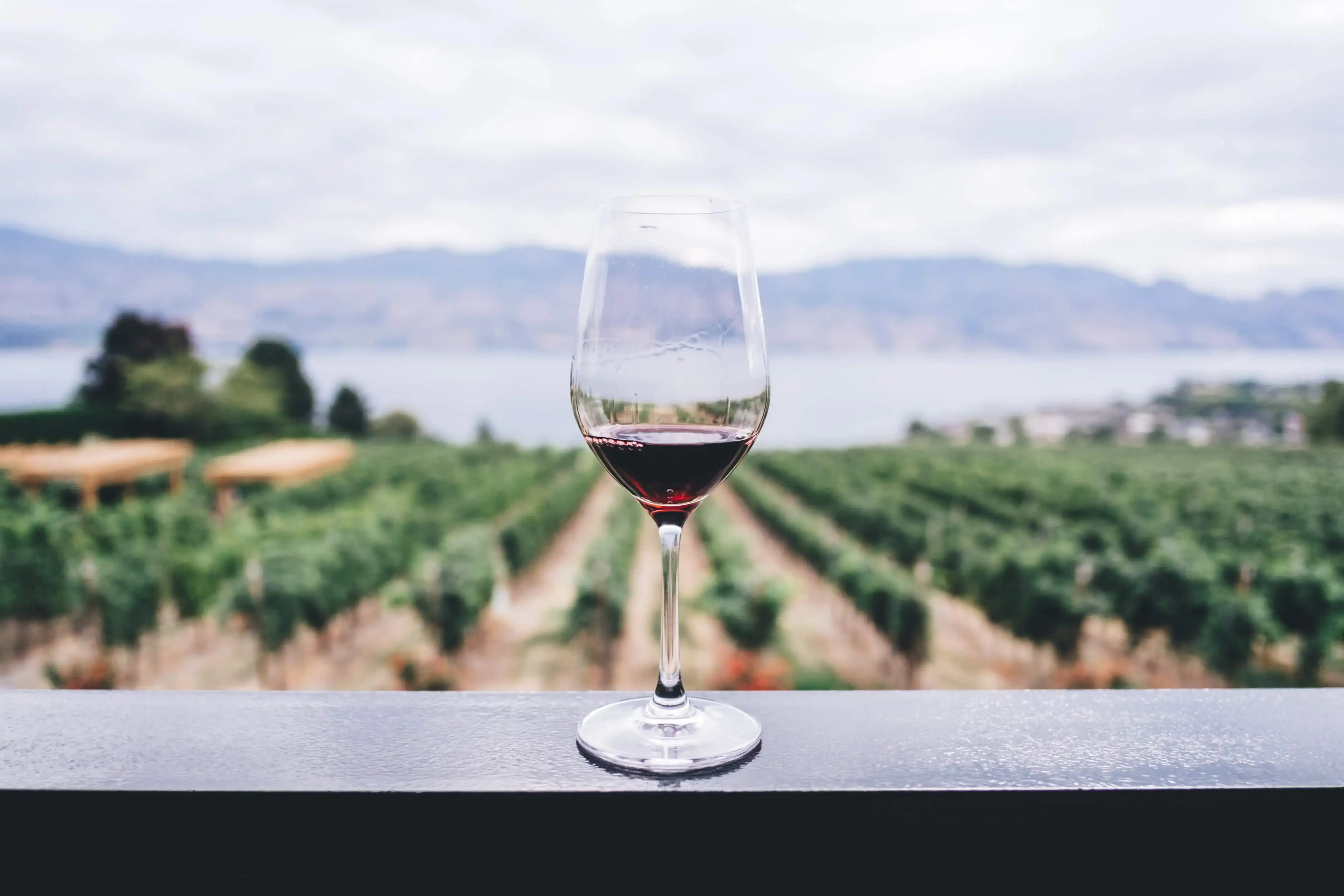 Exploring a Diverse Array of Red Wines