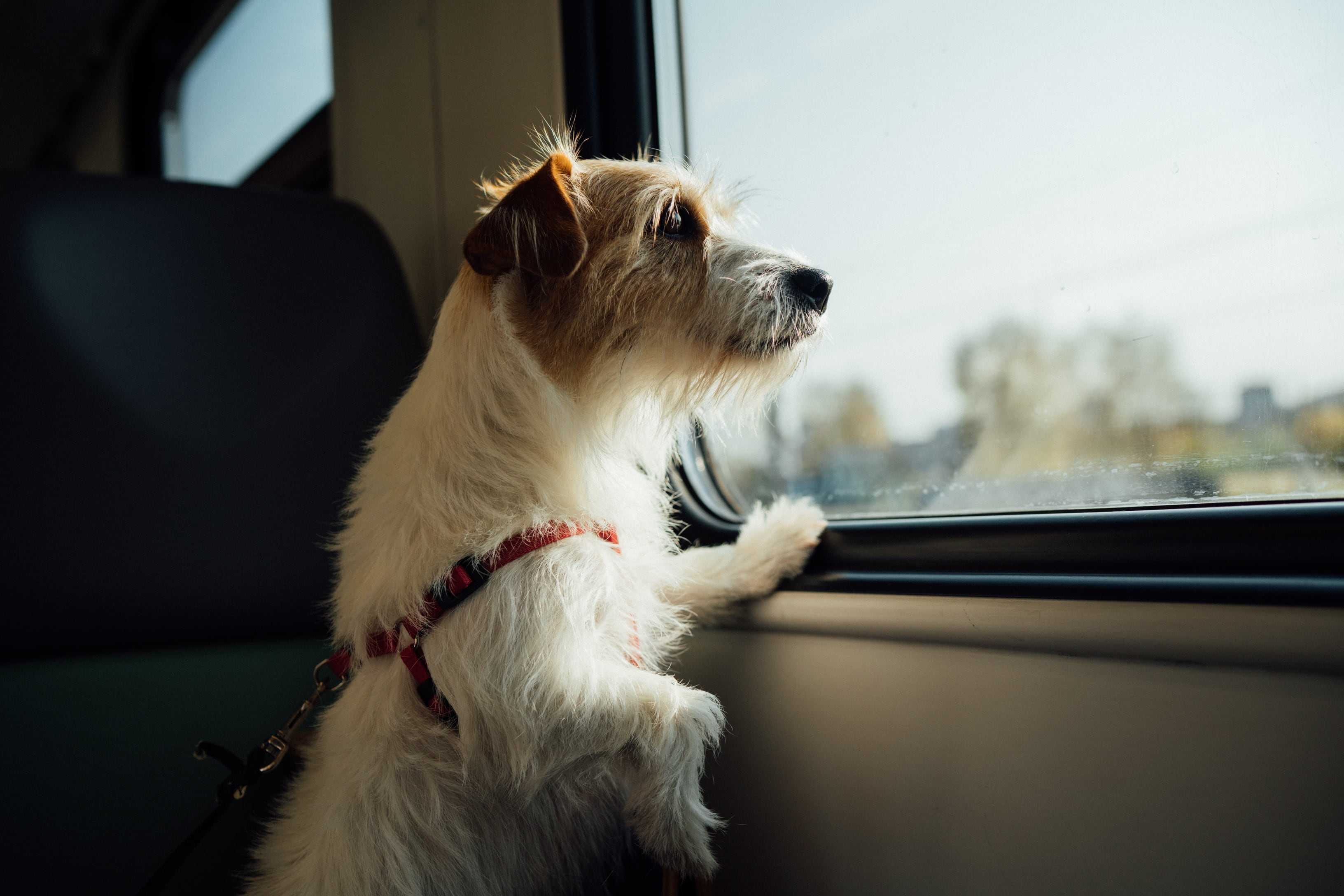 Dog-Friendly Travel: Exploring the World with Your Pooch